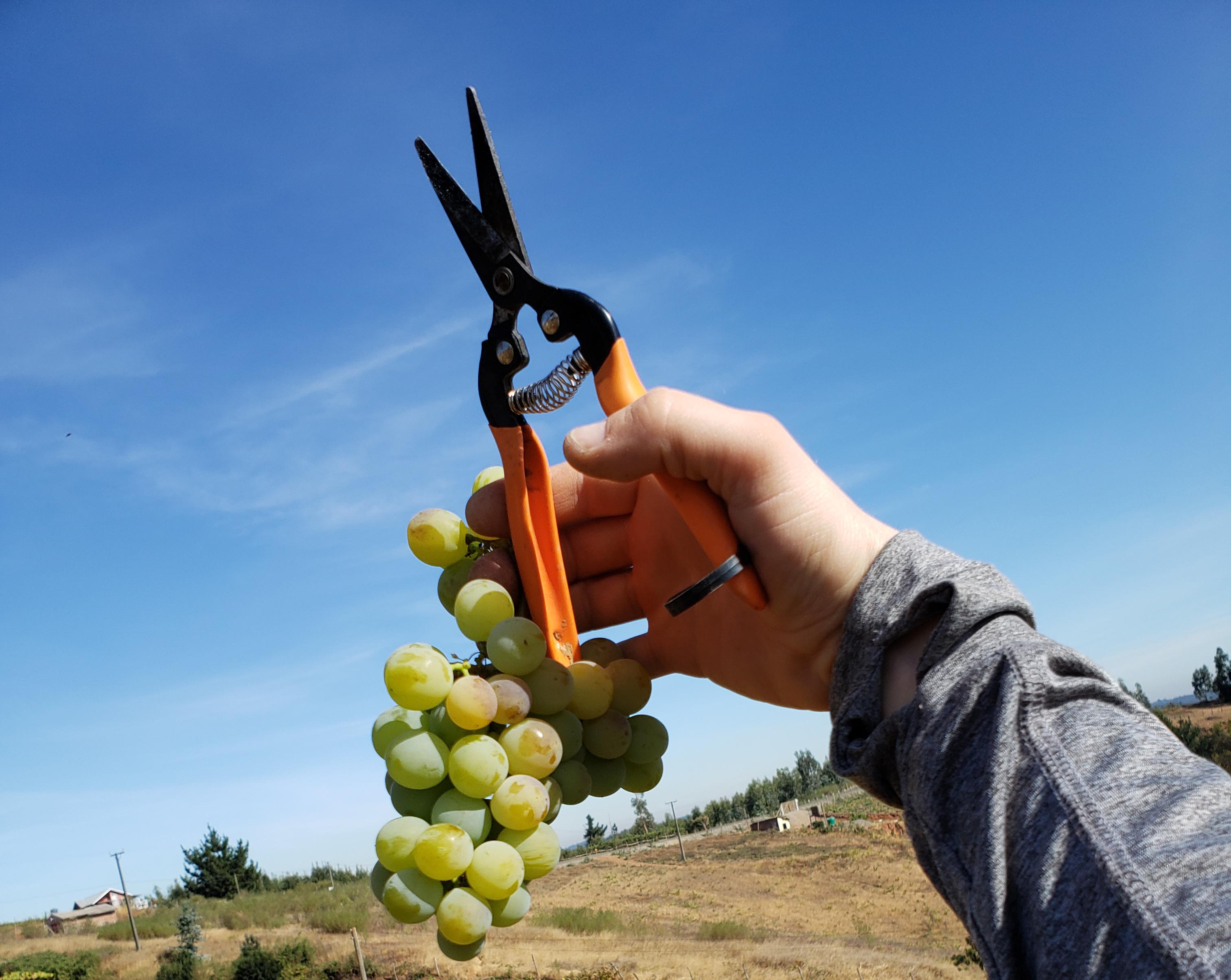 hand holding grapes in the air